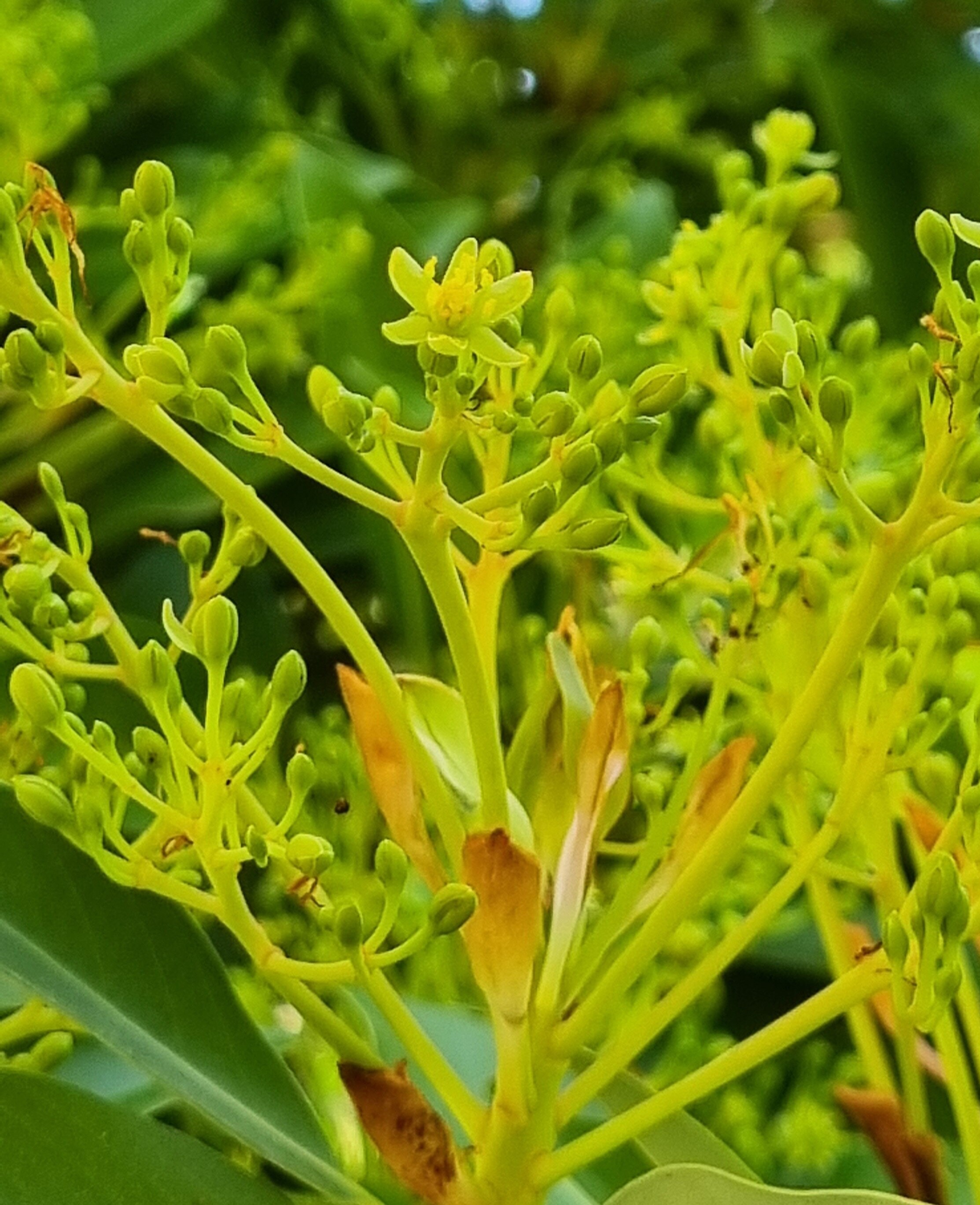 후박나무 꽃