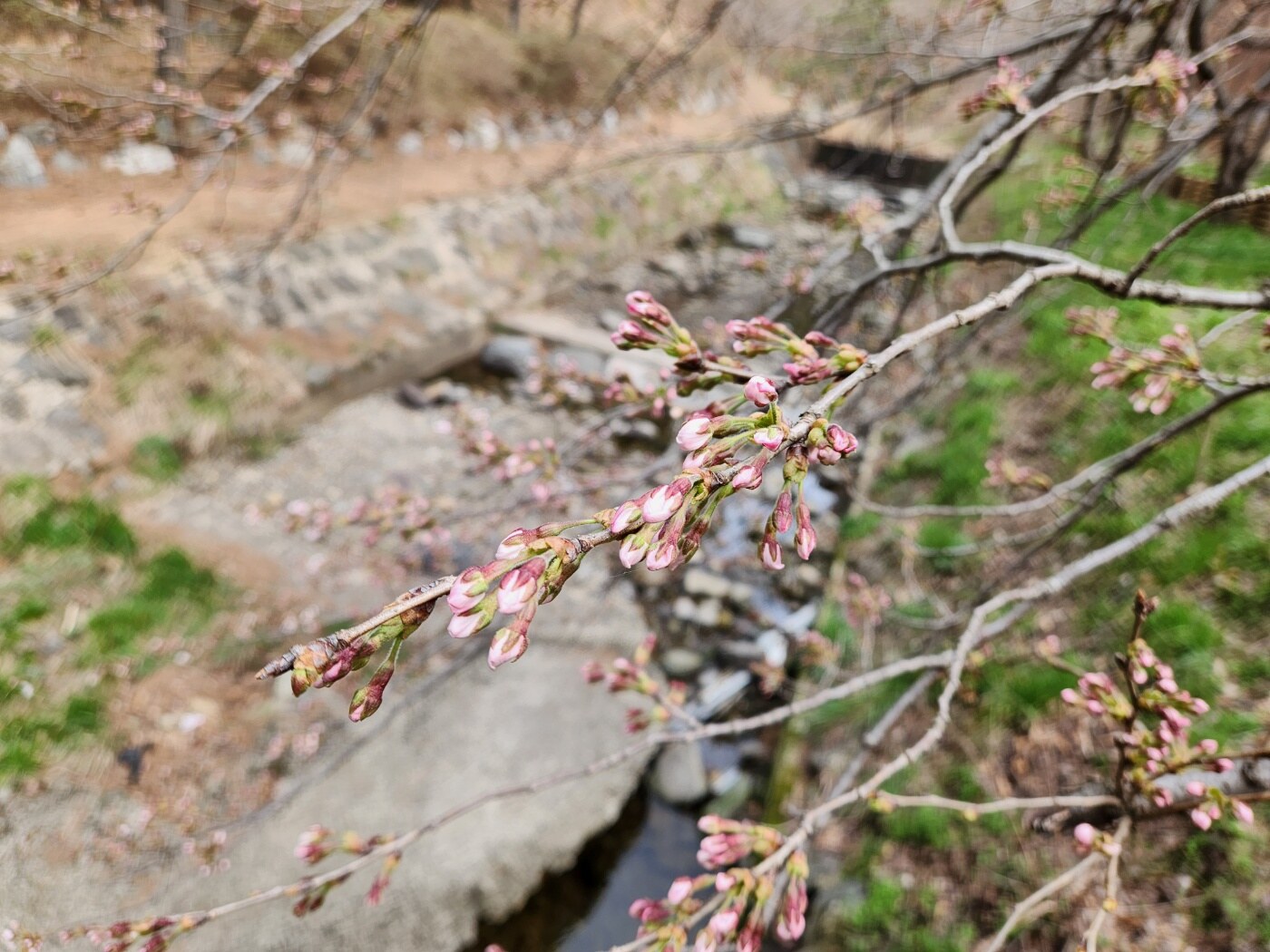 희리산해송자연휴양림 벚꽃 개화 사진(0402)