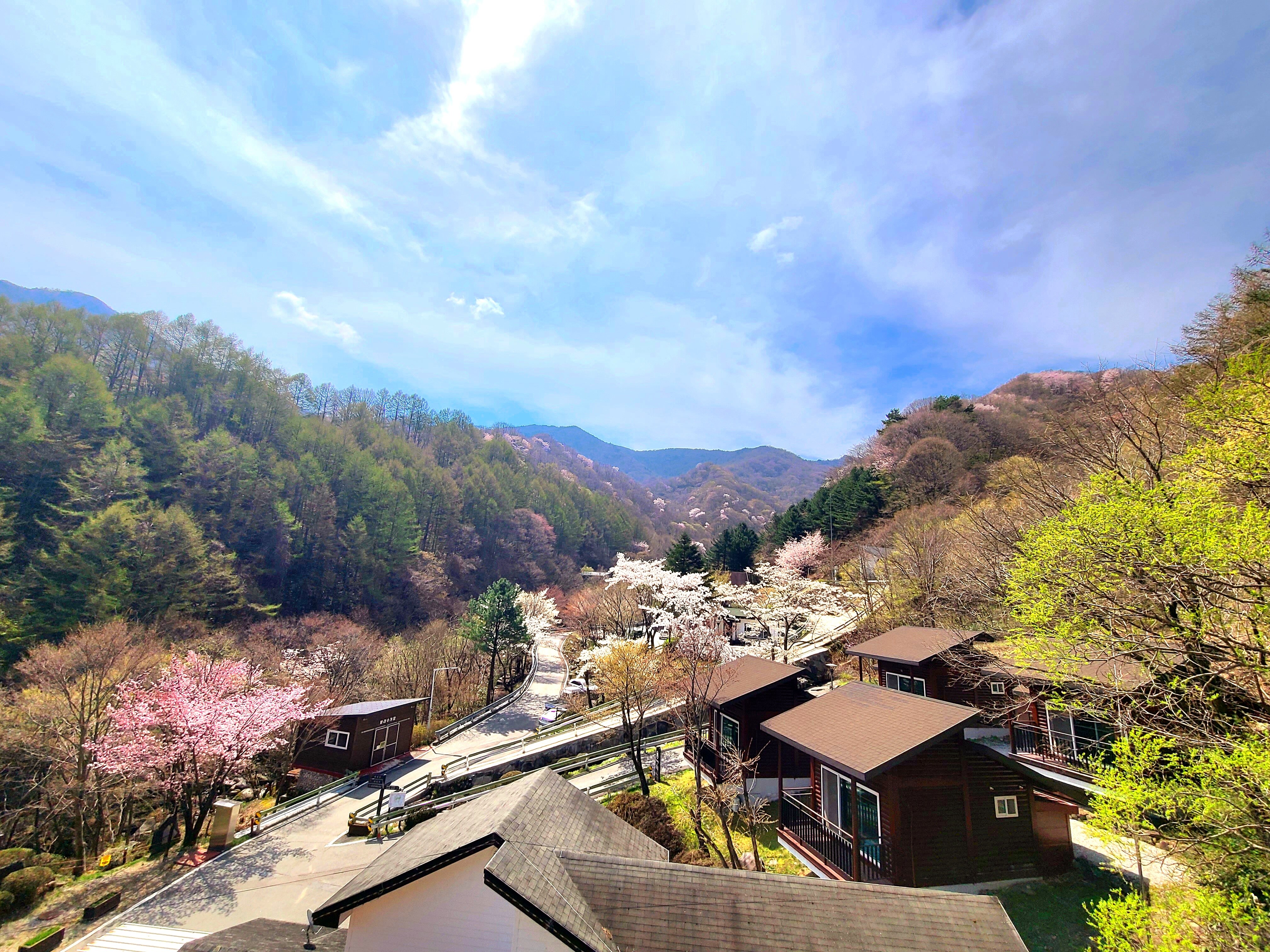 지리산_봄_전경사진_벛꽃 (1)