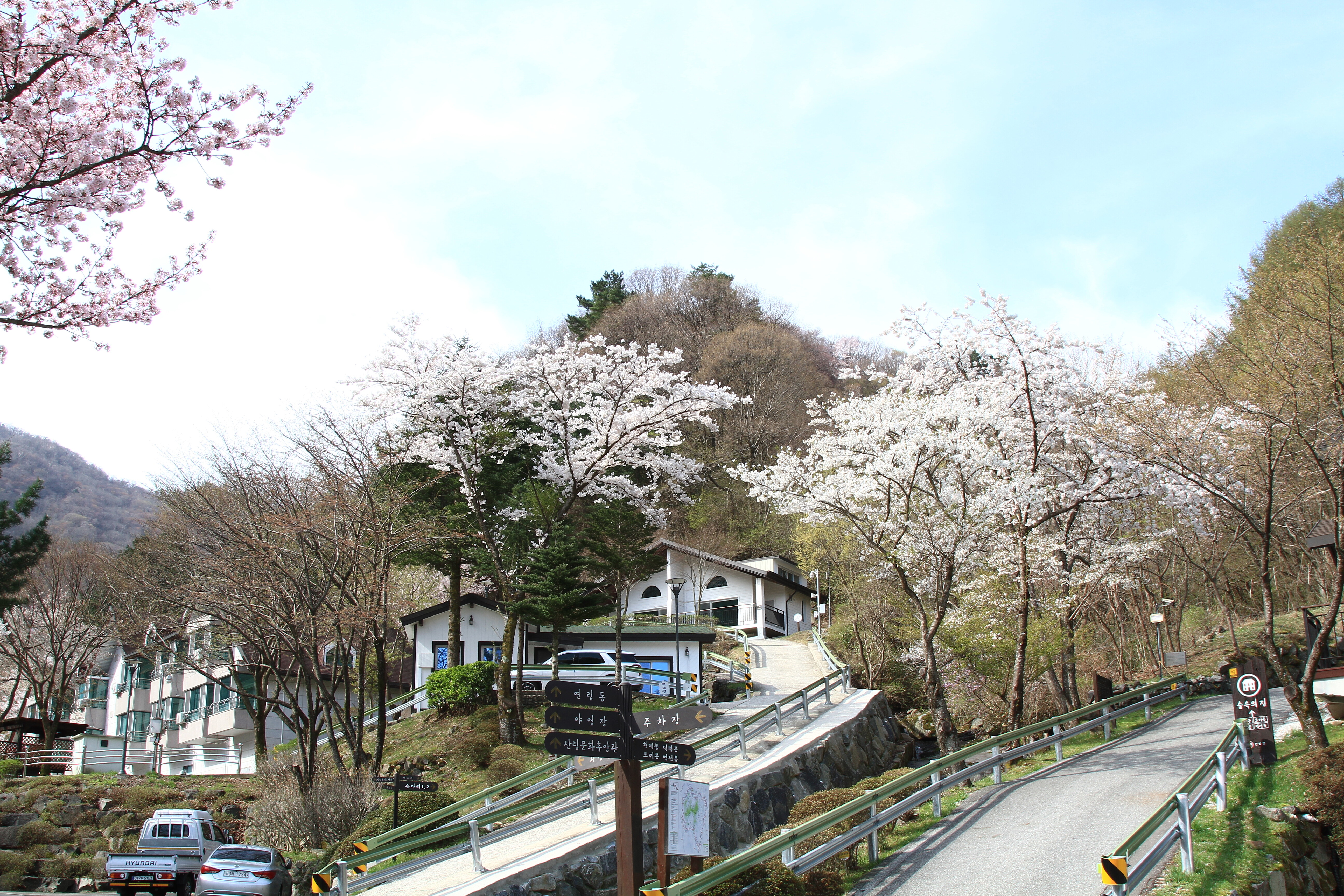 지리산_벚꽃 (9)