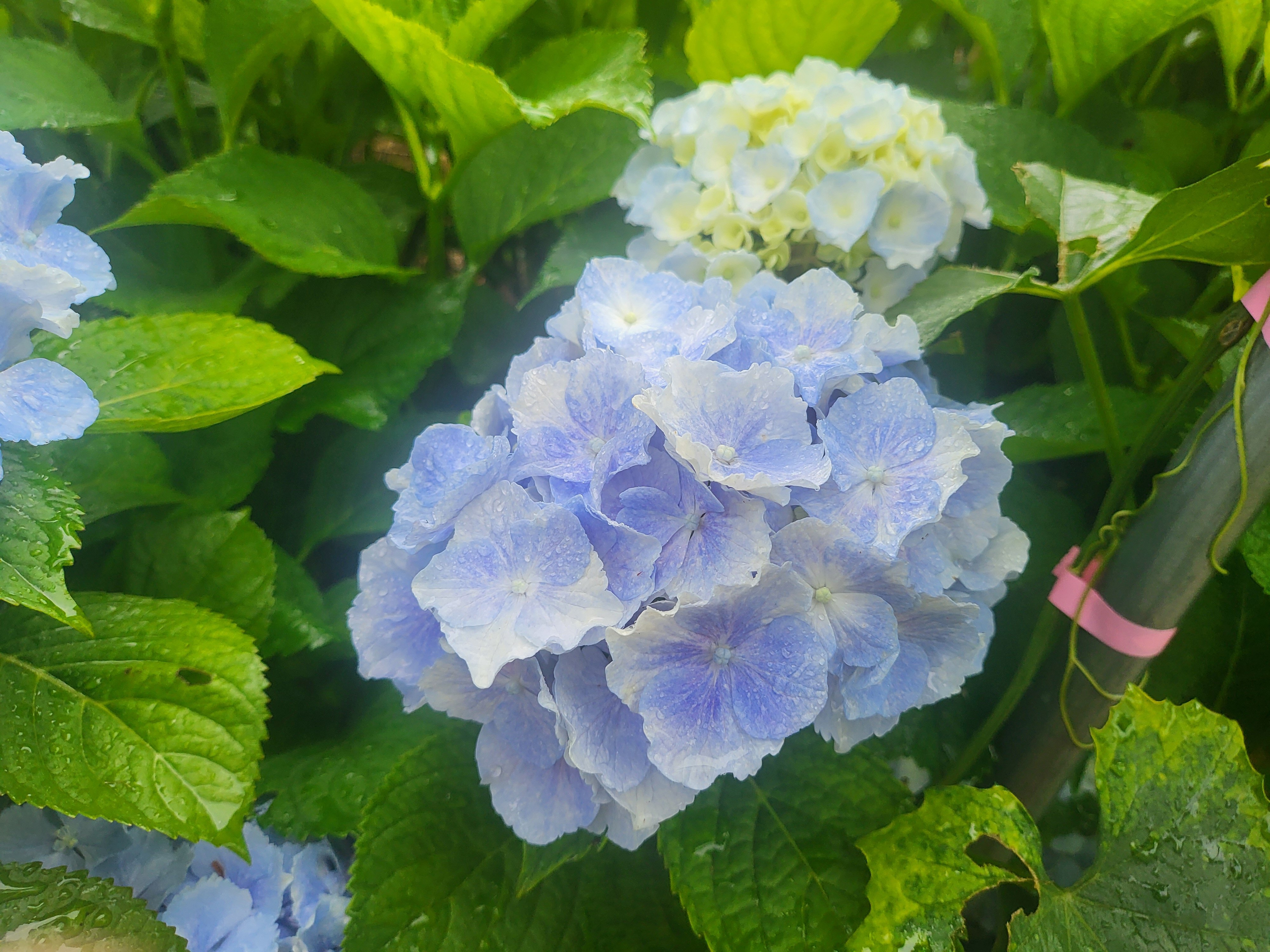 수국 하나 (2025년 6월)