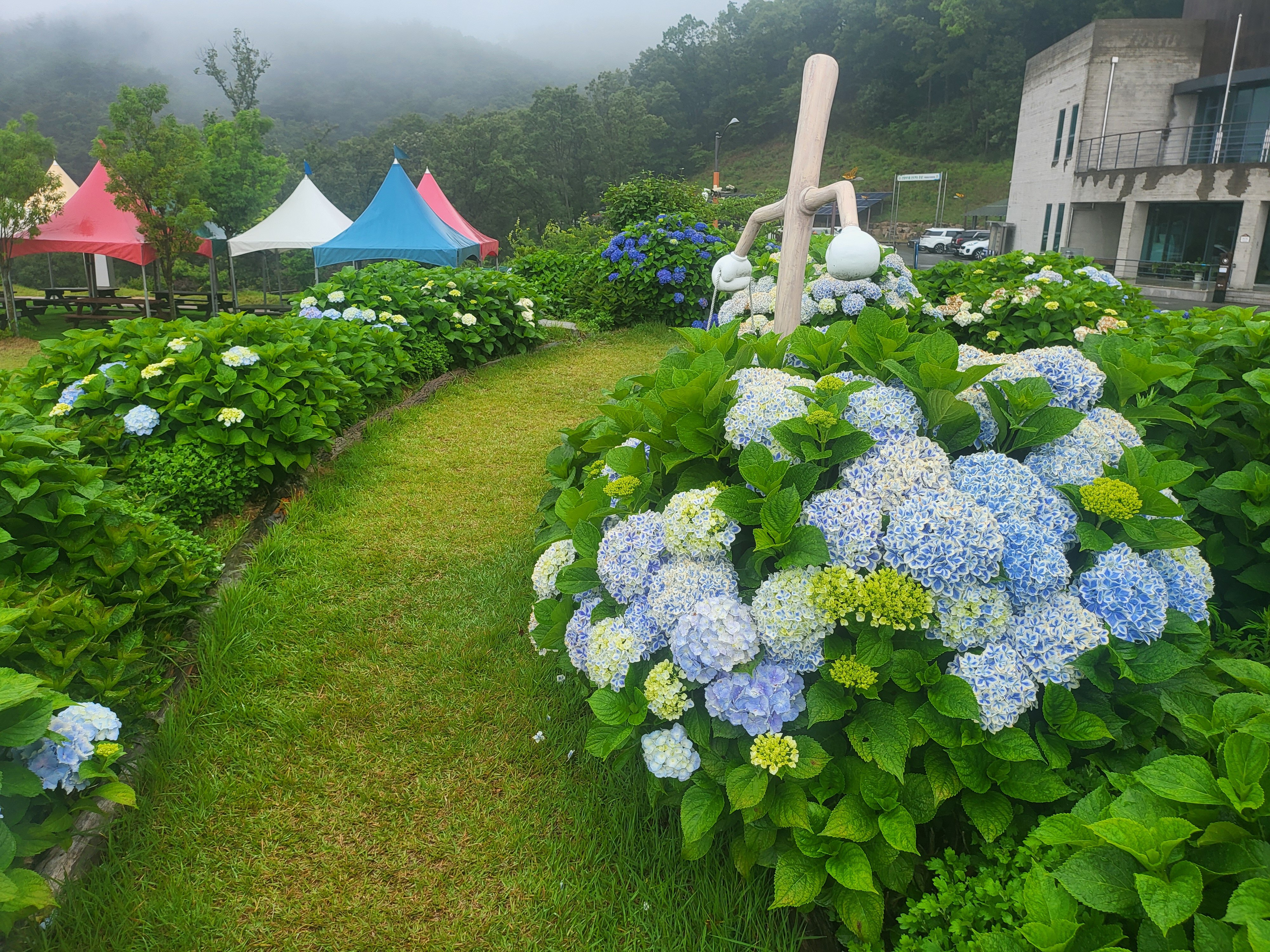  수국동산 하나 (2025년 6월)