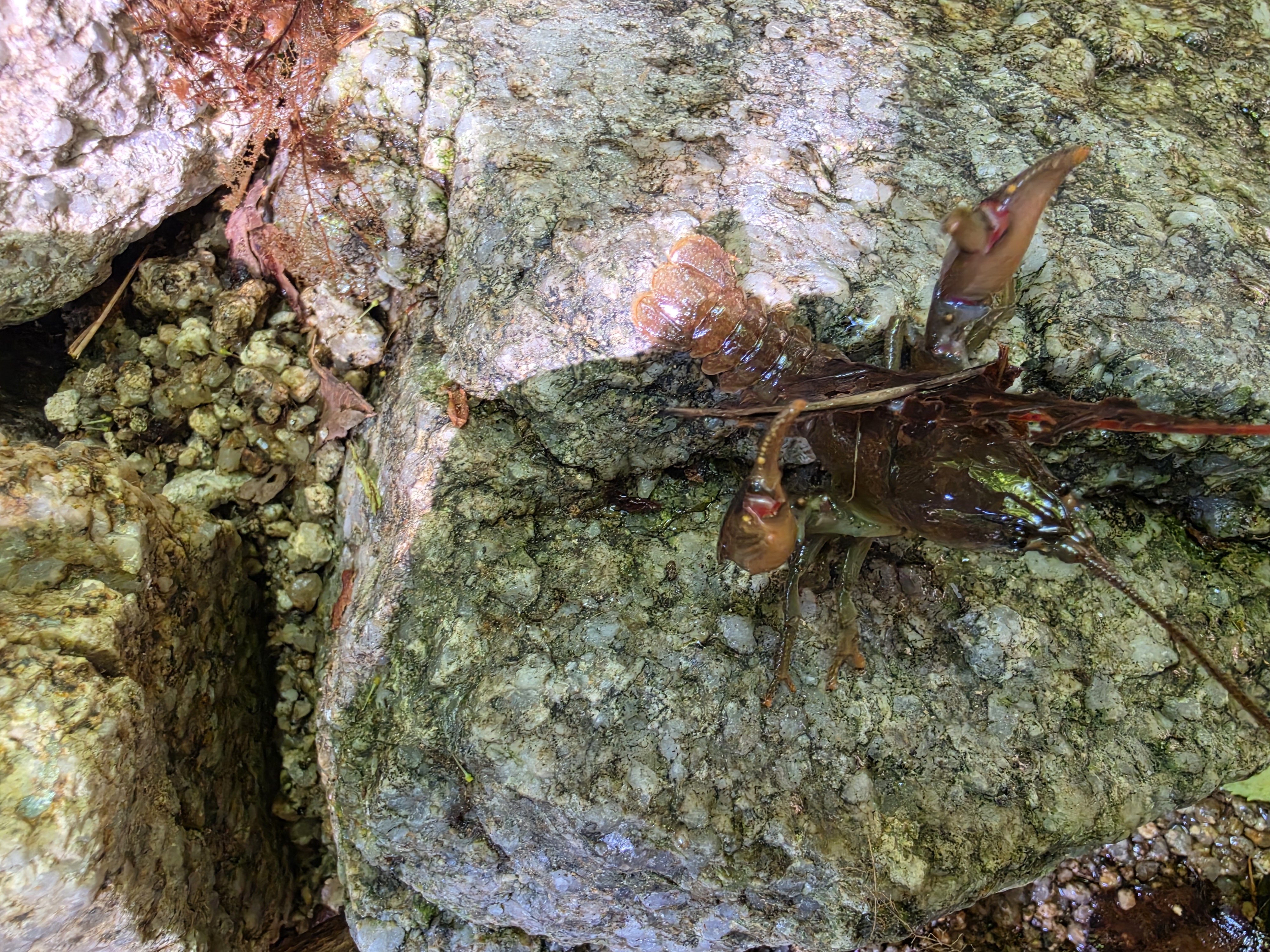 요즘 보기 힘든 '가재'에요. 휴양림에 꼭꼭 숨어 있어요~