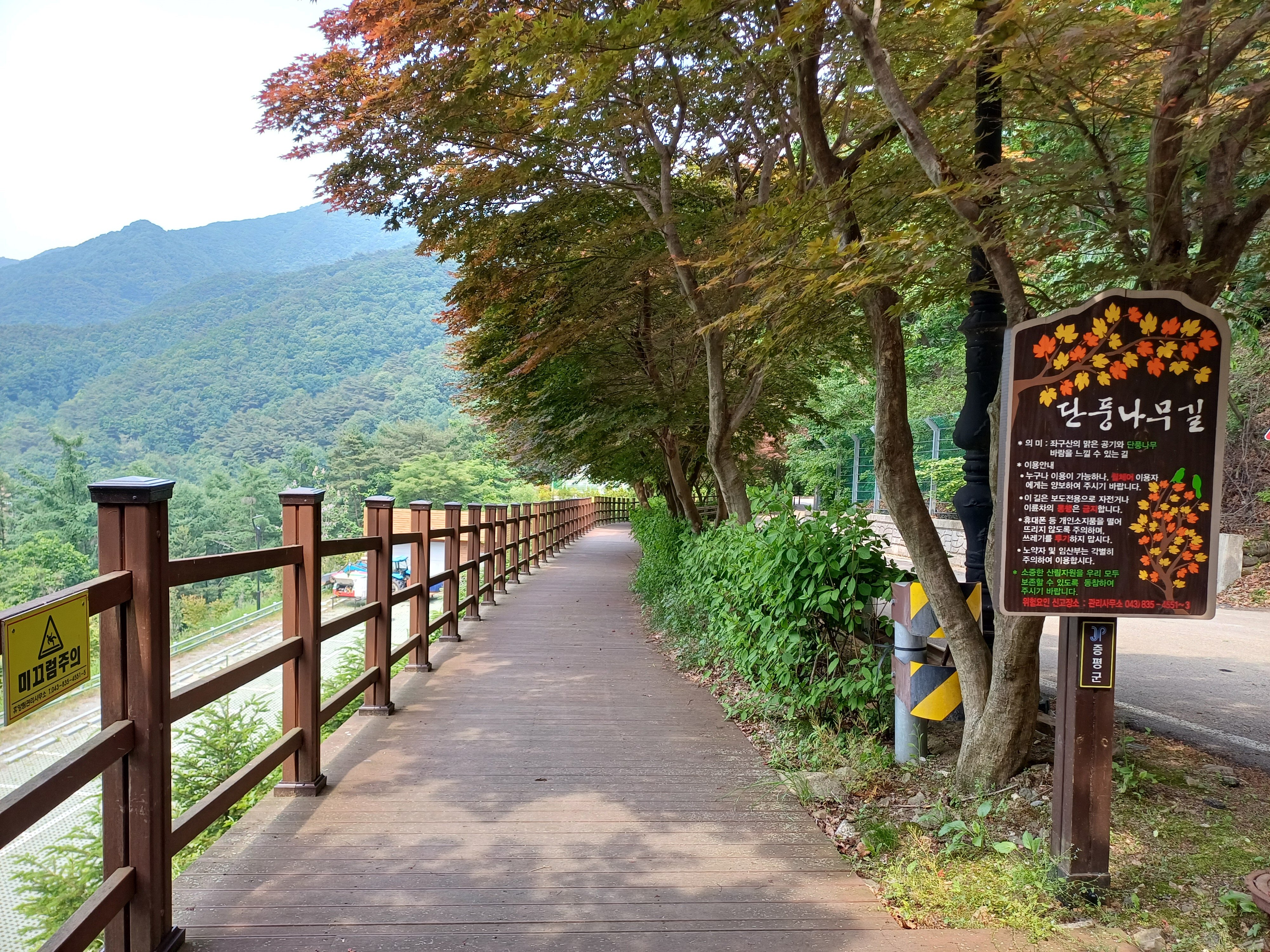 좌구산휴양림 단풍나무길(여름)