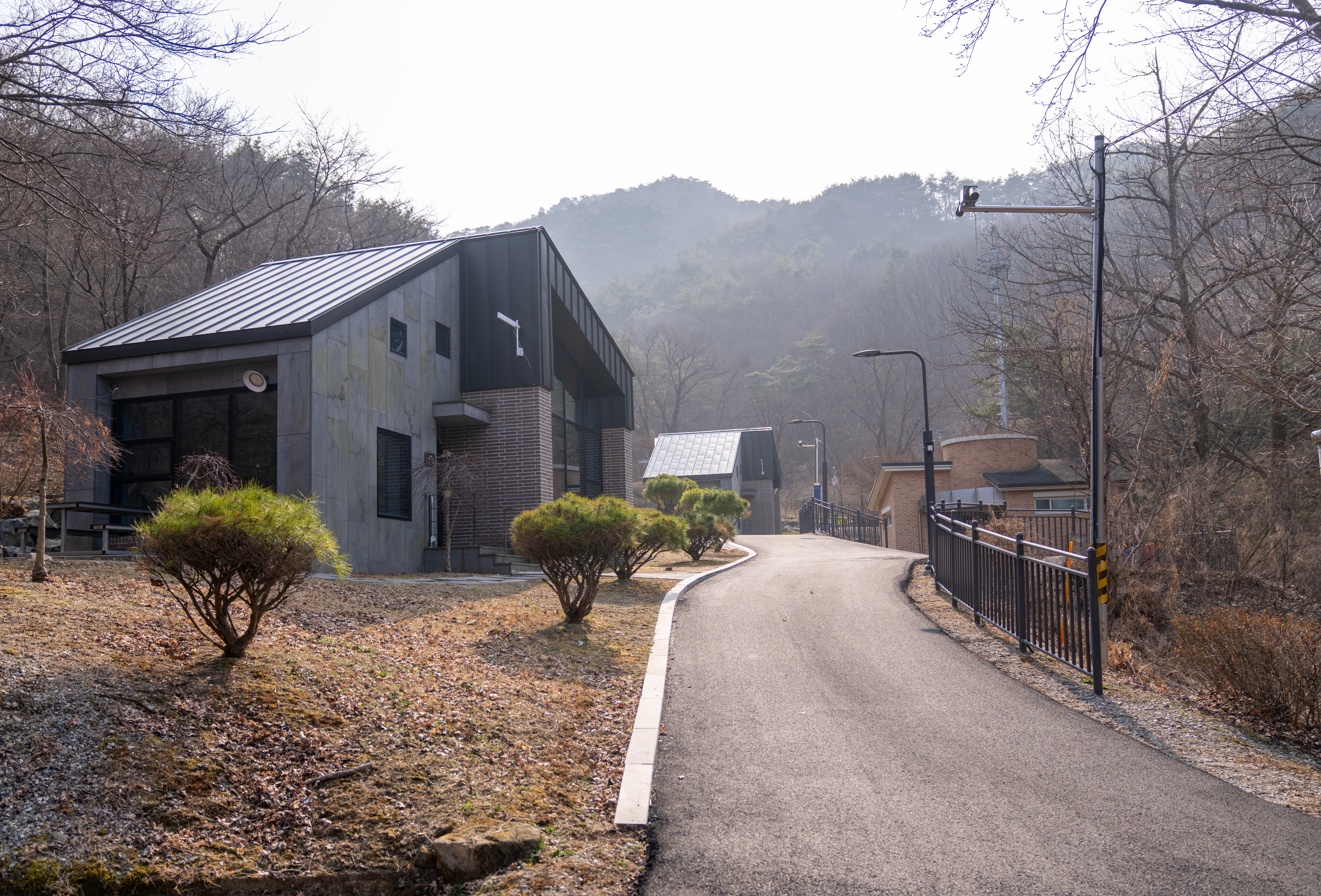 낙엽송골