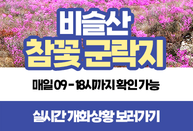 2025참꽃실시간개화상황