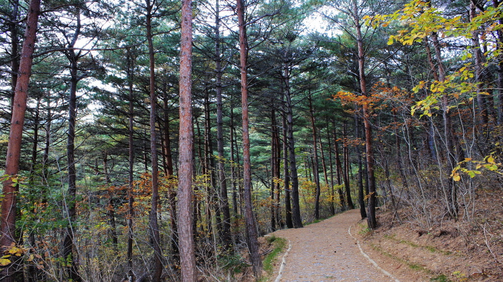 국립칠보산자연휴양림 숲길(산책로)