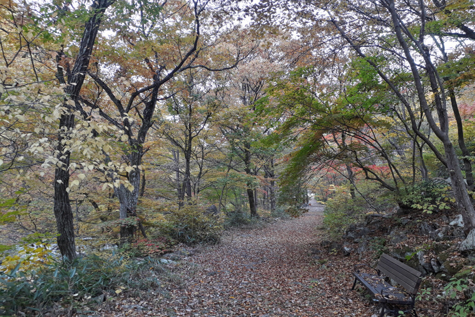 운장산 임도 단풍