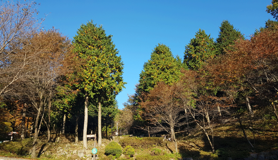 방장산 미니 편백나무숲