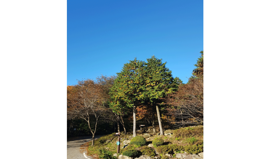 방장산 미니 편백나무숲2